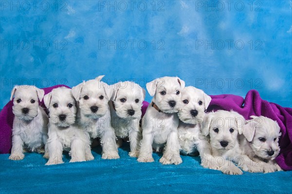 A litter of eight white Miniature Schnauzer puppies