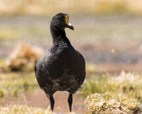 Giant Coot (Fulica gigantea)