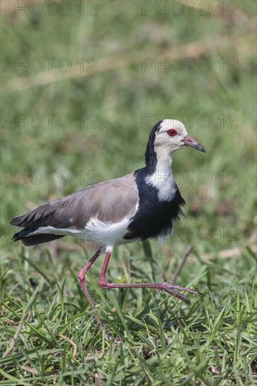 Long-toed Lapwing (Vanellus crassirostris)