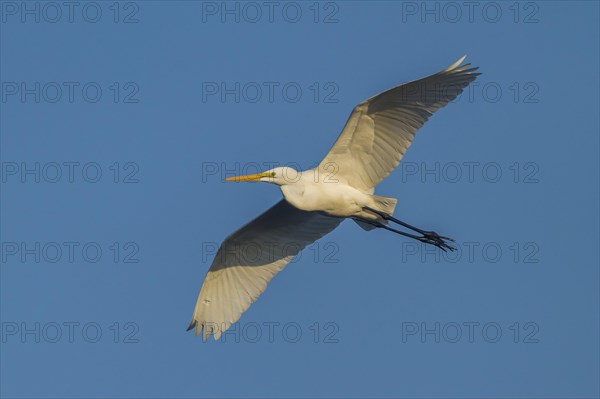 Great Egret (Ardea alba) in flight