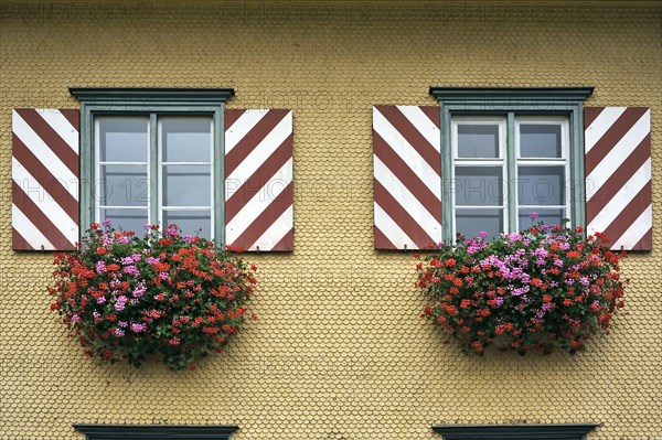 Windows with shutters and flowering Geraniums (Pelargonium-Peltatum-Hybrid) on a shingled facade