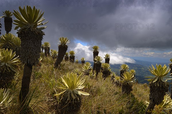 Frailejon or Fraylejon (Espeletia pycnophylla) plants in the paramo landscape