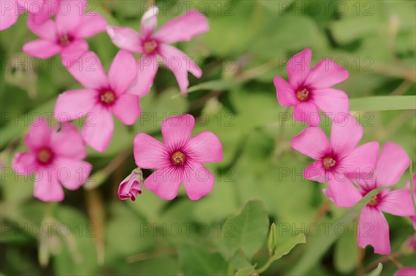 Moss Phlox or Creeping Phlox (Phlox subulata)