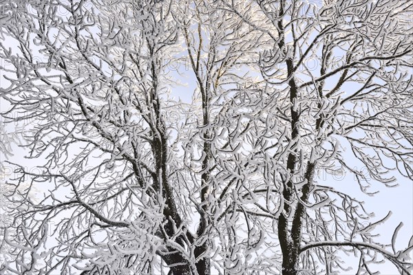A forest in winter