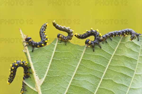 Larvae of the birch sawfly (Craesus latipes)