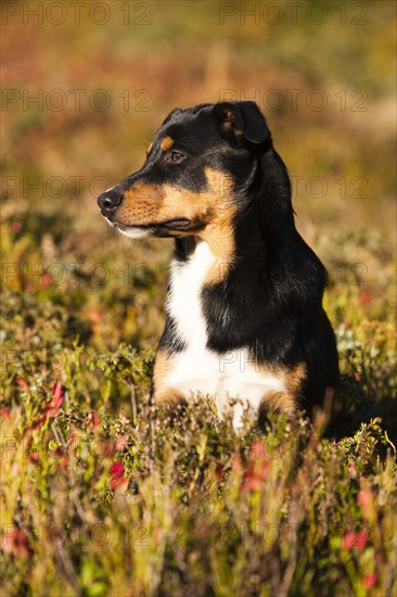 Appenzeller Sennenhund