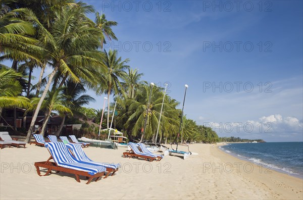 Deckchairs on a beach with palm trees
