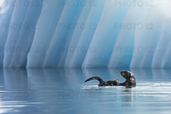 Sea Otter (Enhydra lutris) in front of an iceberg