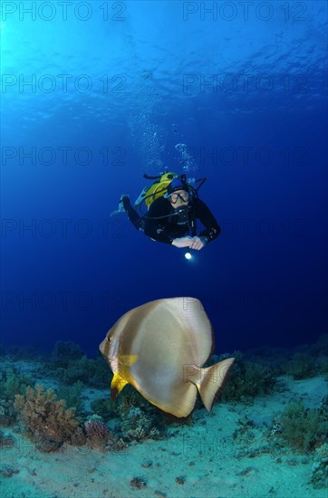 Scuba diver looking at a Teira Batfish (Platax teira)