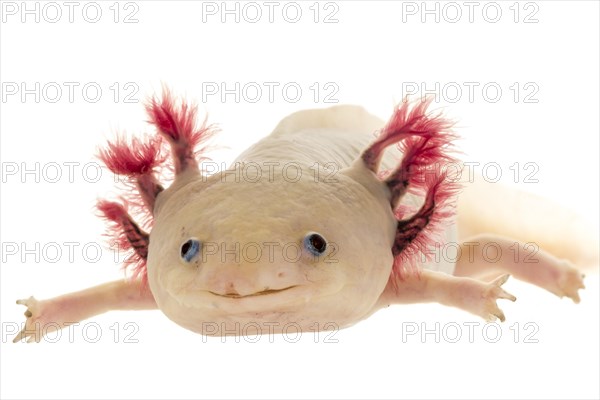 Axolotl (Ambystoma mexicanum)