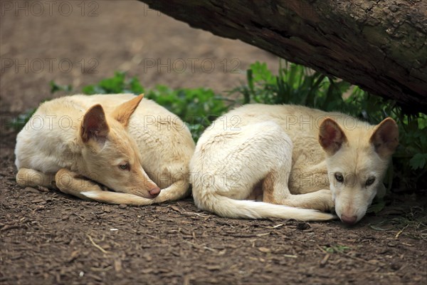 Dingoes (Canis familiaris dingo)