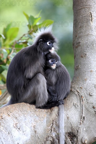 Dusky Leaf Monkeys or Spectacled Langurs (Trachypithecus obscurus)