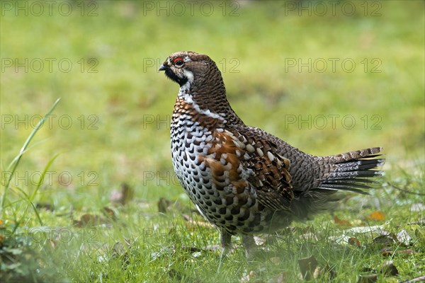 Hazel Grouse (Bonasa bonasia)