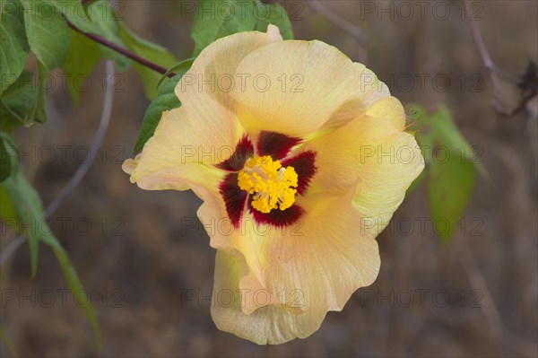 Galapagos Cotton (Gossypium barbadense var. darwinii)