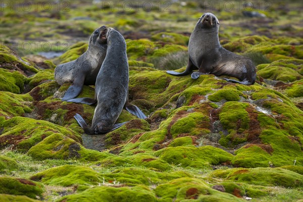 Antarctic Fur Seals (Arctocephalus gazella)