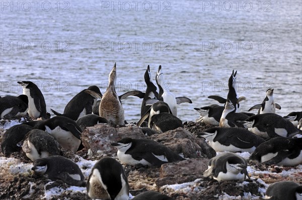 Chinstrap penguins (Pygoscelis antarctica)