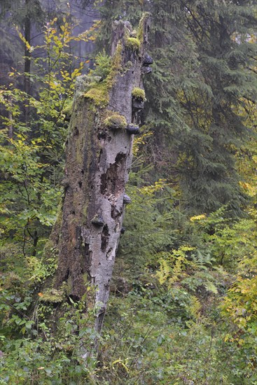 Dead tree in autumn in Kirnischtal valley