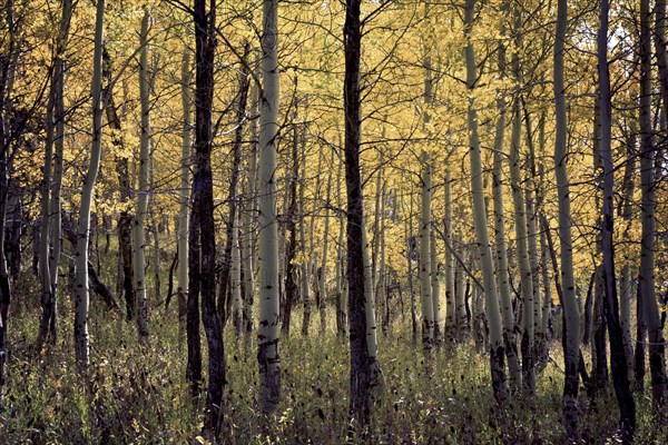 Aspen trees (Poplar) in fall