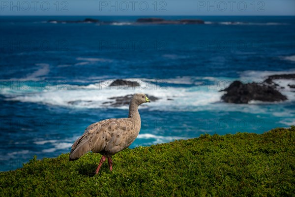 Cape Barren Goose (Cereopsis novaehollandiae)