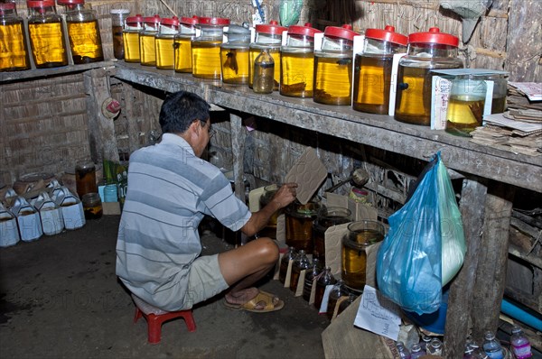 Inside a breeding farm for fighting fish