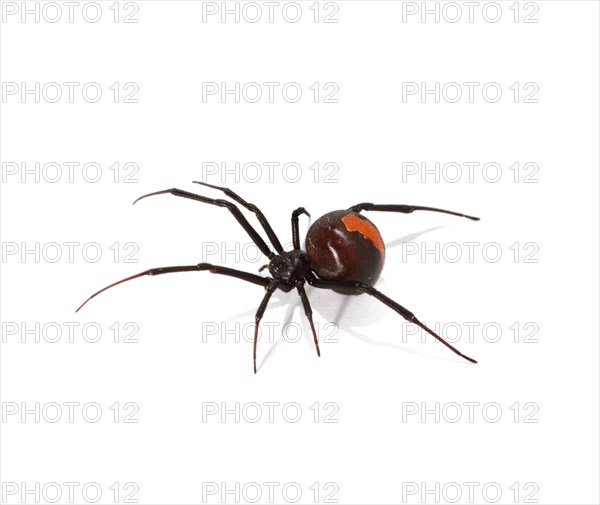 Redback Spider (Latrodectus hasselti)