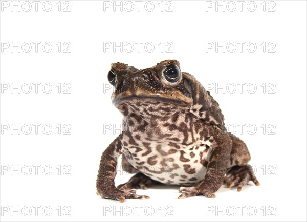 Cane Toad (Rhinella marina)