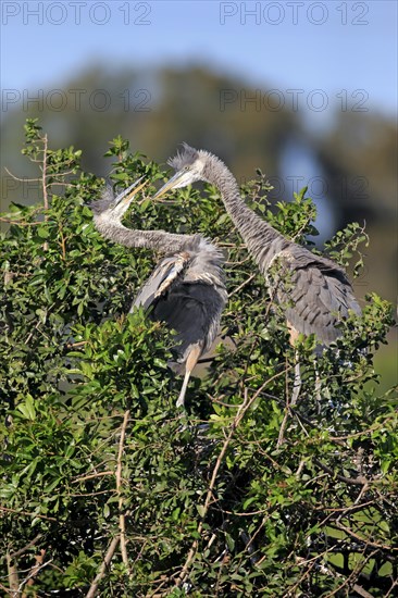 Great Blue Heron (Ardea herodias)