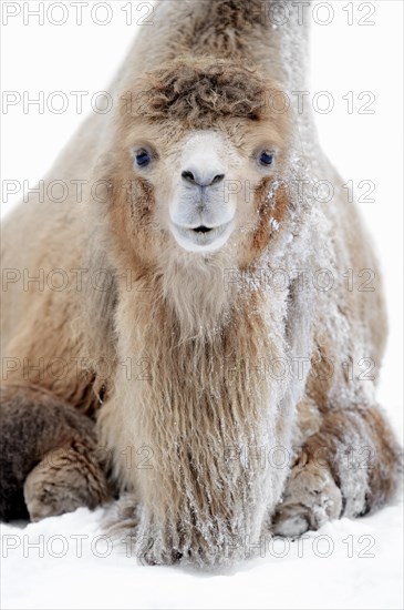 Bactrian Camel or Wild Bactrian Camel (Camelus ferus bactrianus