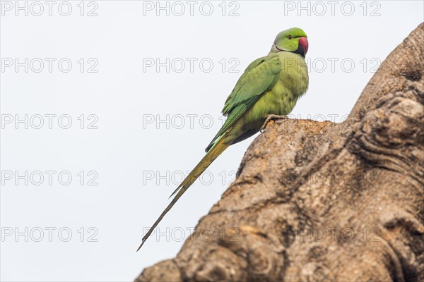 Indian Ringnecked Parakeet (Psittacula krameri manillensis)