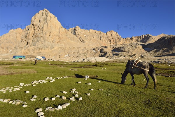 Pack horse grazing near a nomad camp