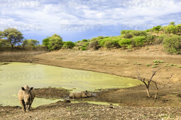 Two White Rhinoceroses or Square-lipped Rhinoceroses (Ceratotherium simum)