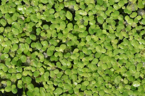 Duckweed (Lemna minor)