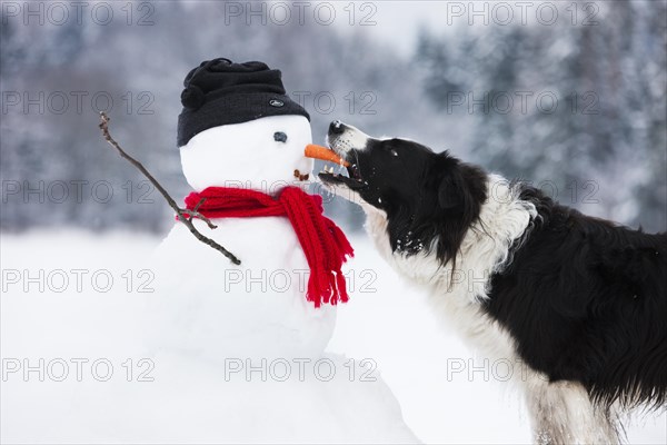 Border Collie