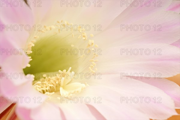 Pink Easter Lily Cactus (Echinopsis eyriesii)