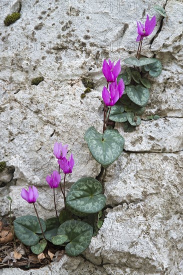 European Cyclamen (Cyclamen purpurascens)