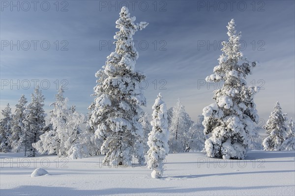 Snowy fir forest