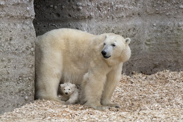 Polar Bears (Ursus maritimus)