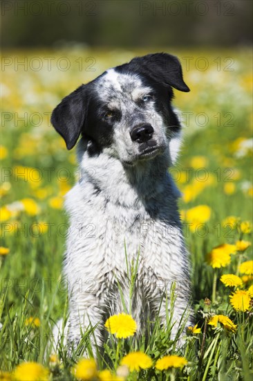 Husky Munsterlander Labrador mixed-breed dog