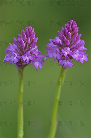 Pyramid Orchids (Anacamptis pyramidalis)