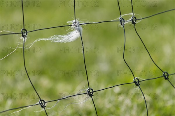 Sheep's wool caught on a fence