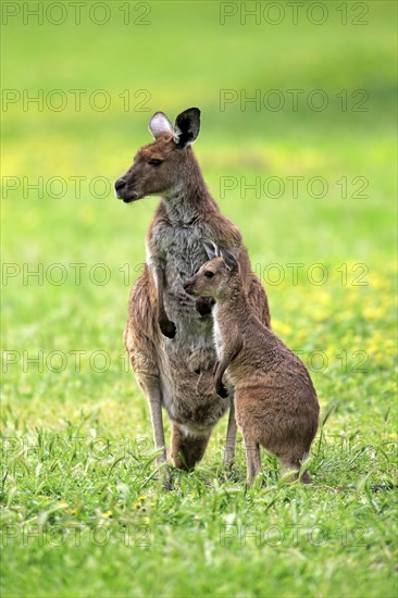 Kangaroo Island Kangaroos (Macropus fuliginosus fuliginosus)