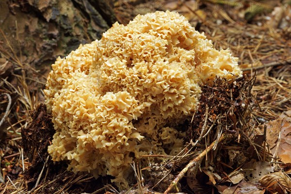 Wood Cauliflower (Sparassis crispa)