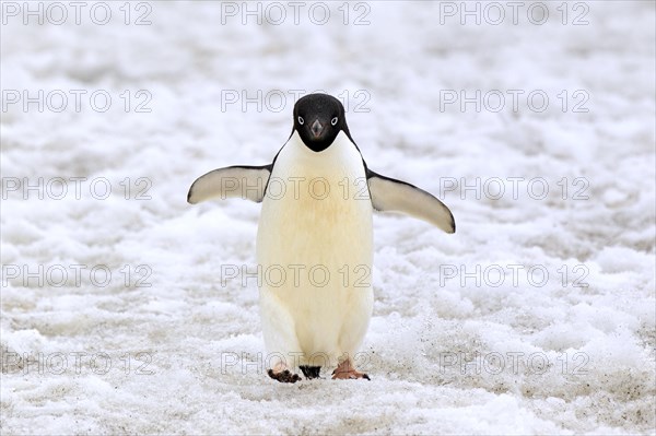 Adelie Penguin (Pygoscelis adeliae)