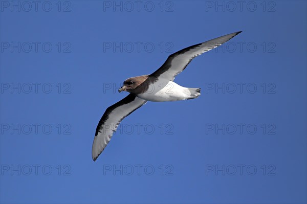 Cape Petrel (Daption capense)