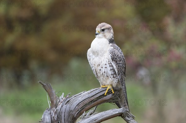 Saker Falcon (Falco cherrug)