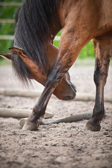 Gelding