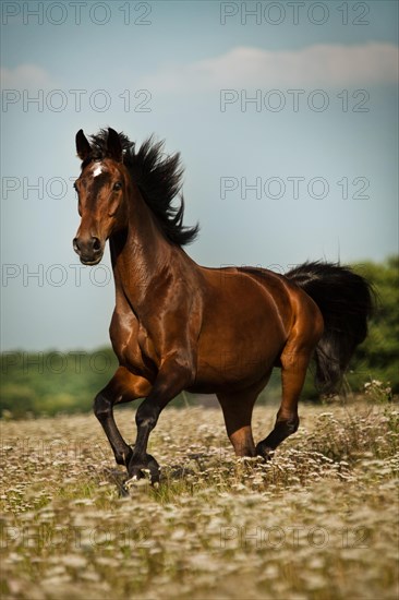 Oldenburg horse