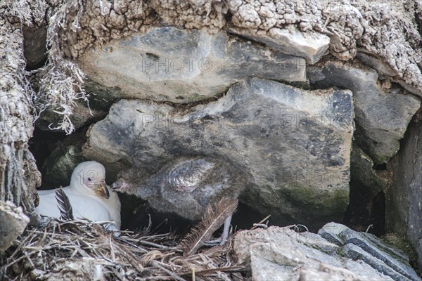 Snowy Sheathbill (Chionis alba)