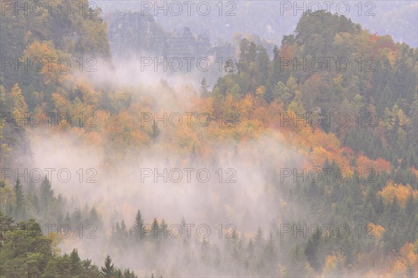 The Kirnitzschtal in fog in autumn