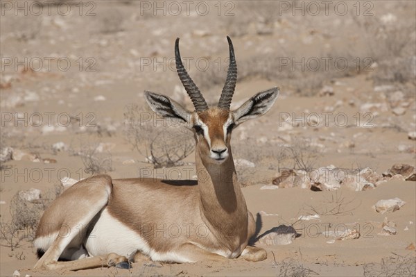Arabian Oryx (Oryx leucoryx)